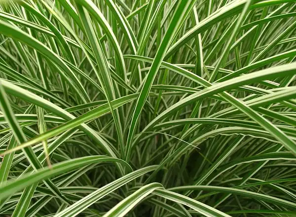 Foto de Phalaris arundinacea - Leaves:Donna S.