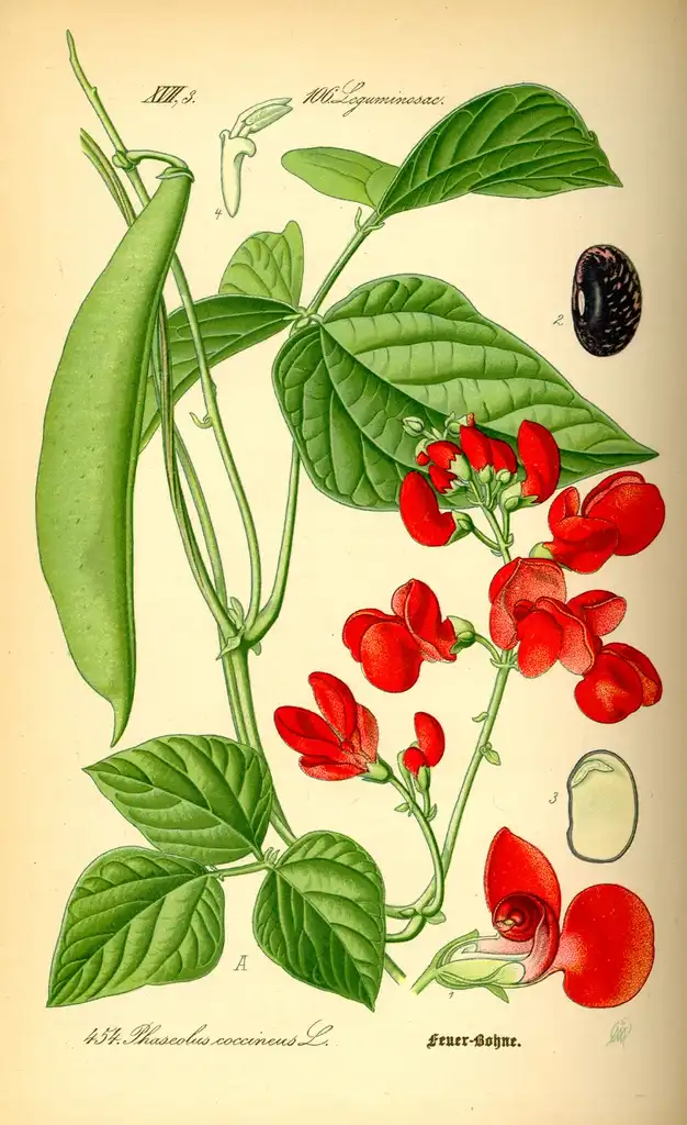 Фото Phaseolus coccineus (Phaseolus coccineuss)