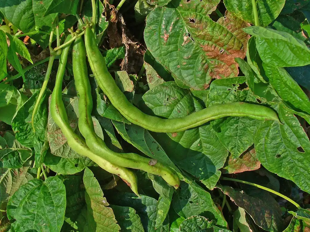 Photo of Phaseolus vulgaris (Phaseolus vulgariss)