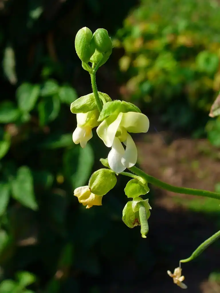 Photo of Phaseolus vulgaris (Phaseolus vulgariss)