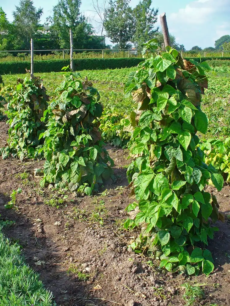 Photo of Phaseolus vulgaris - climbing habit and leaves:H. Zell