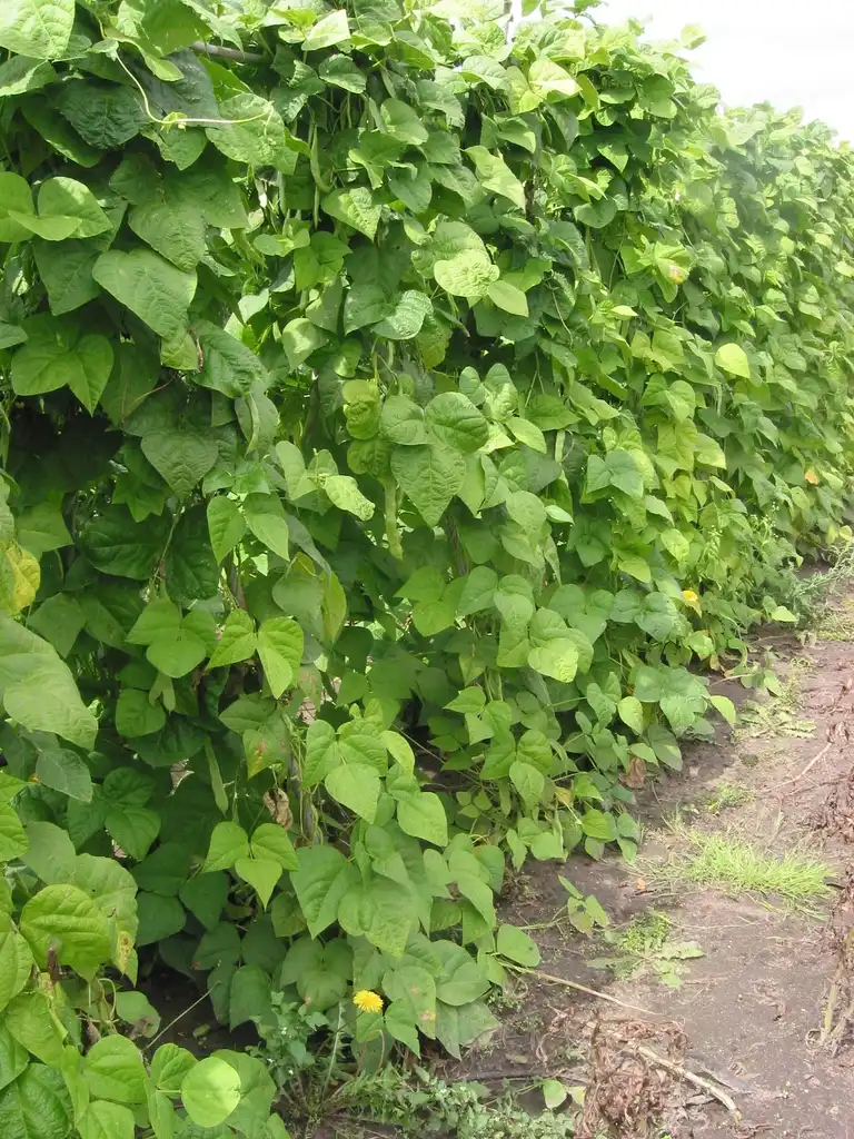 Photo of Phaseolus vulgaris - climbing habit grouped together:Rasbak