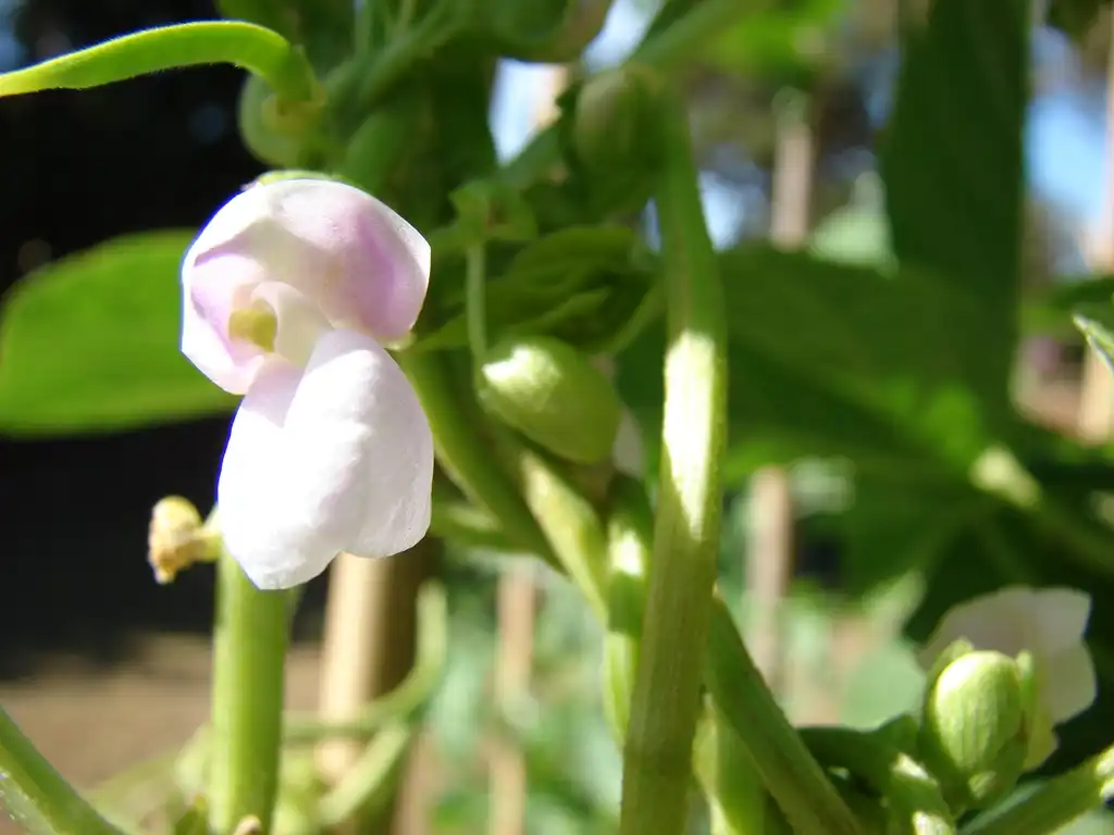 Photo of Phaseolus vulgaris - flower:Forest & Kim Starr