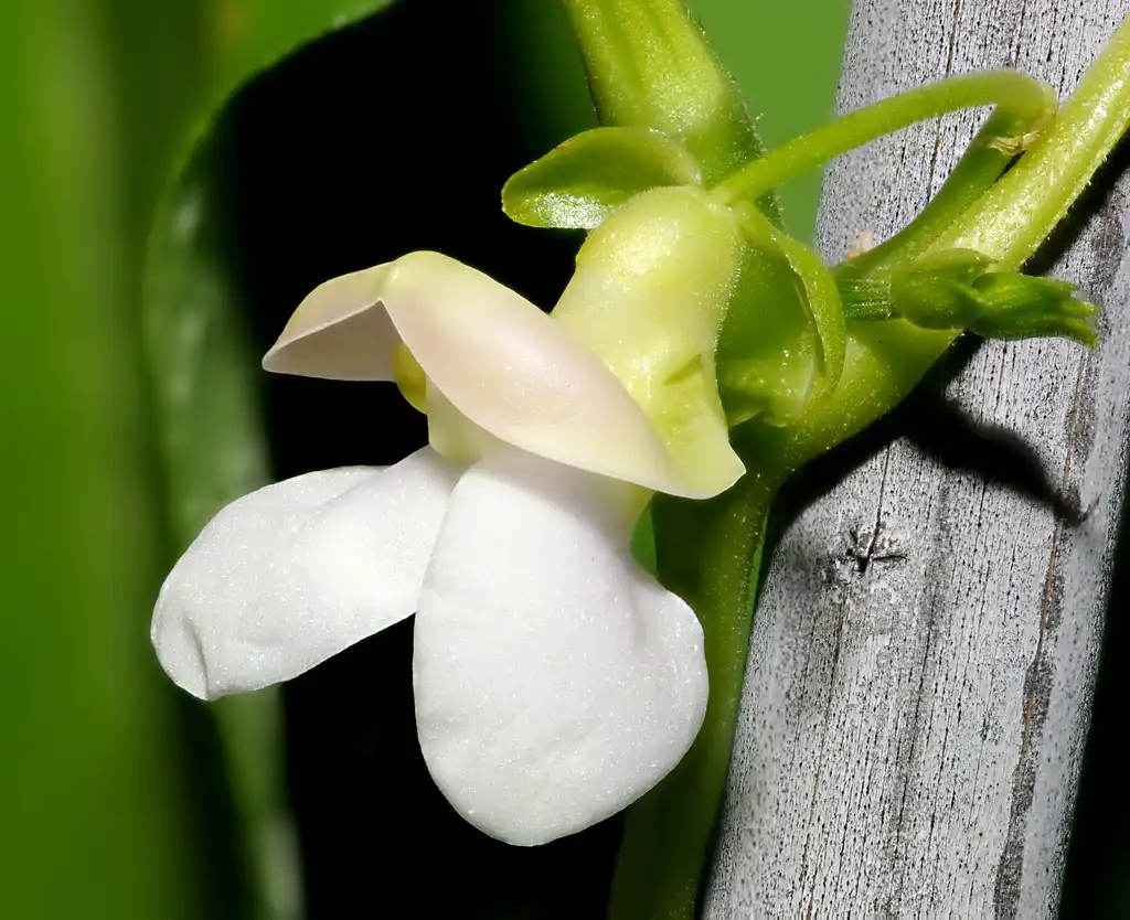 Photo of Phaseolus vulgaris - close up of flower:Thomas Bresson