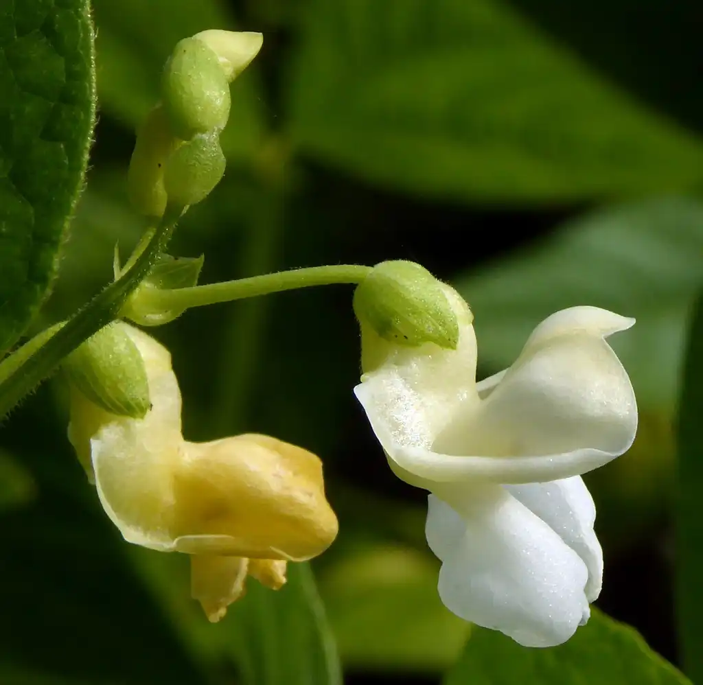 Photo of Phaseolus vulgaris - Flower:Puusterke