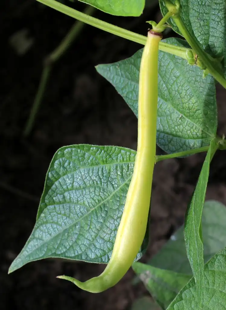 Photo of Phaseolus vulgaris - Unripe Beans:Puusterke
