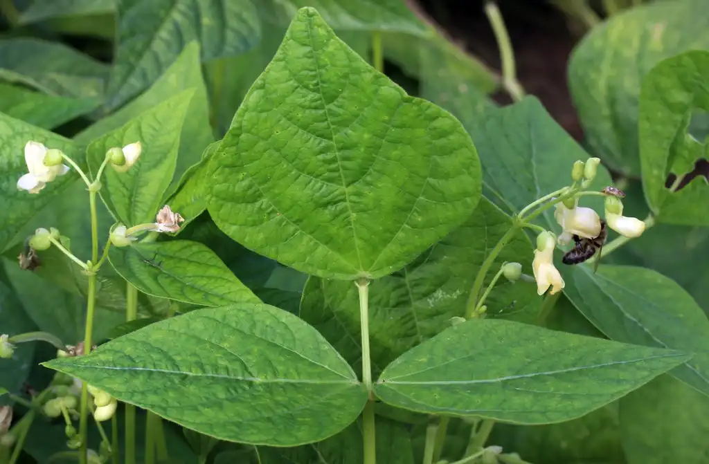 Photo of Phaseolus vulgaris - Leaves close-up:Puusterke