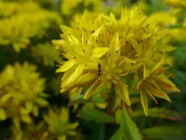 Photo of Phedimus kamtschaticus - Bloom detail:Katja Schulz