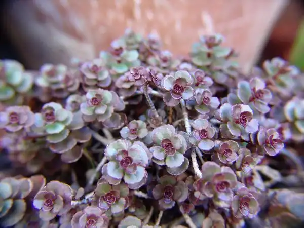Photo of Phedimus spurius (Phedimus spuriuss)