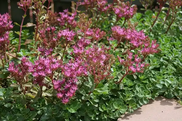 Photo of Phedimus spurius - Sedum spurium as a border:Patrick Standish