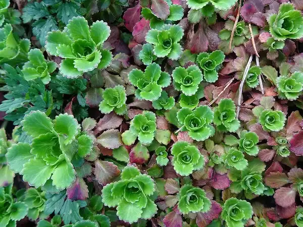 Photo of Phedimus spurius - Sedum spurium 'Red Carpet':Adriana W. Van Leeuwen