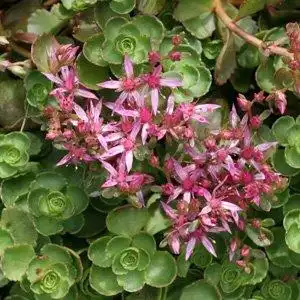 Photo of Phedimus spurius - Sedum spurium 'Dragon's Blood':Debbie Roos