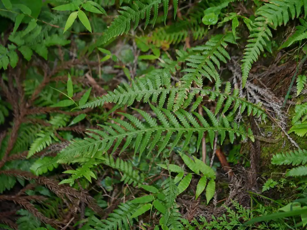 Photo of Phegopteris decursive-pinnata (Phegopteris decursive-pinnatas)