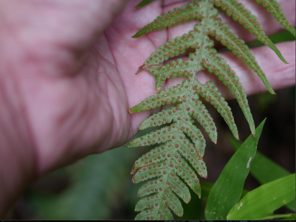 Photo of Phegopteris decursive-pinnata (Phegopteris decursive-pinnatas)