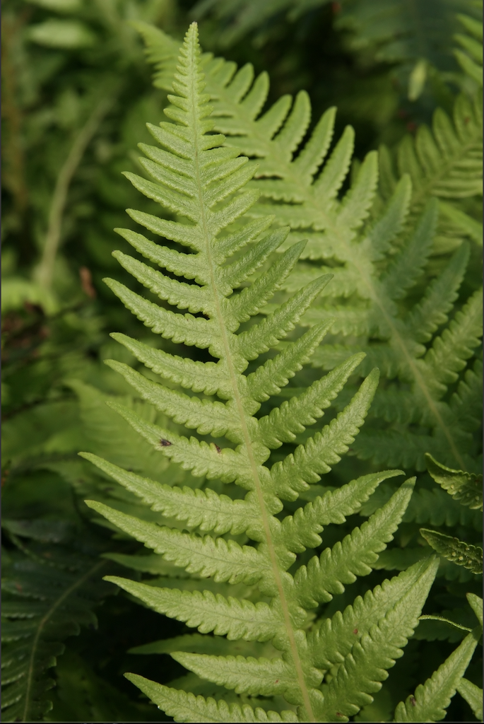 Photo of Phegopteris decursive-pinnata - close up of frond:David Stang