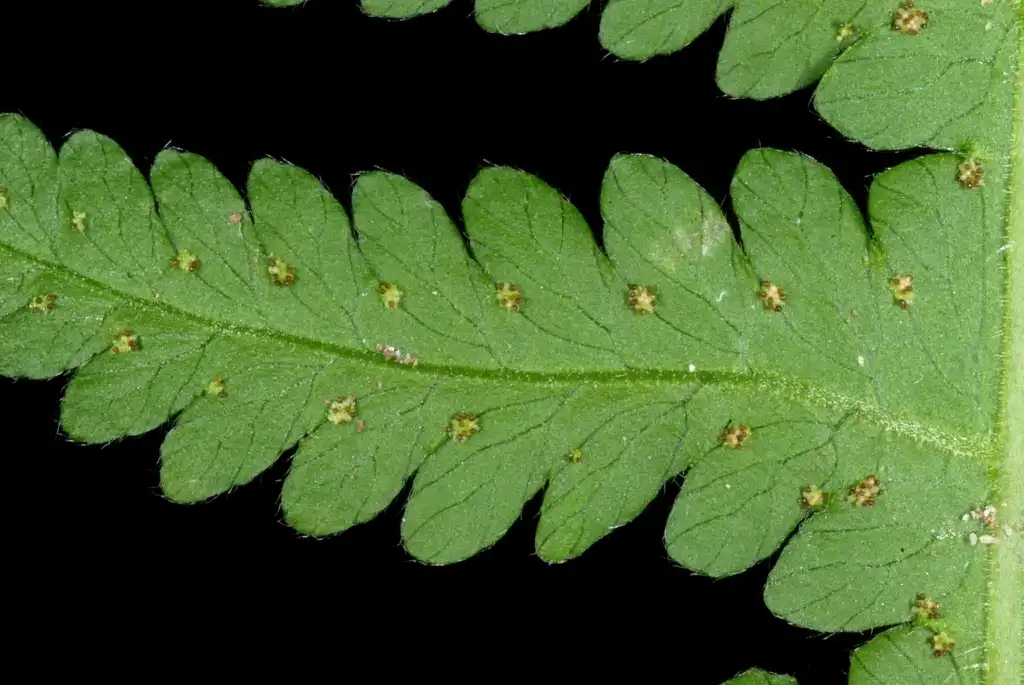 Foto de Phegopteris hexagonoptera (Phegopteris hexagonopteras)