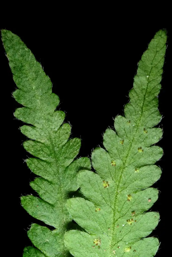 Foto de Phegopteris hexagonoptera - Frond underside with hairs (Niagara, CA-ON)-Late Summer:Douglas Goldman, USDA
