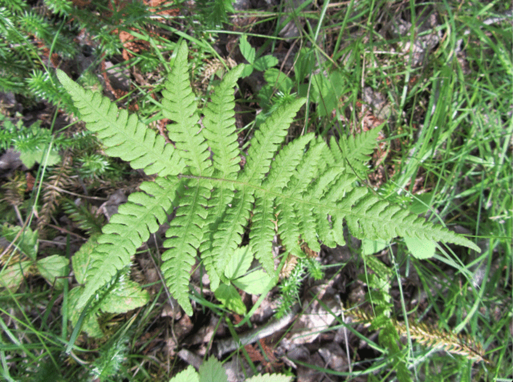 Foto de Phegopteris hexagonoptera - Frond:Homer Edward Price