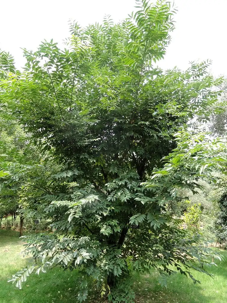Foto de Phellodendron chinense (Phellodendron chinenses)