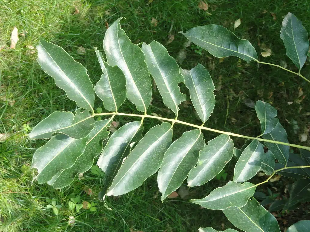 Foto de Phellodendron chinense (Phellodendron chinenses)