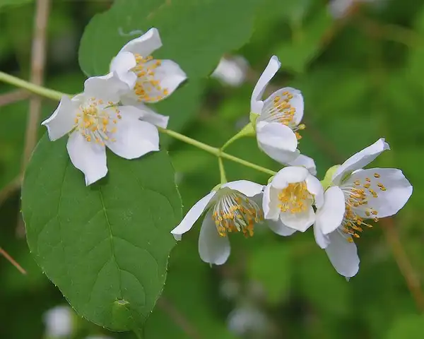 Photo of Philadelphus coronarius (Philadelphus coronariuss)