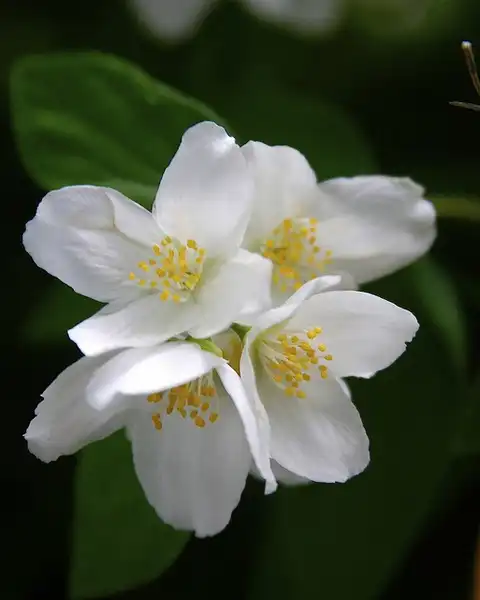 Photo of Philadelphus coronarius (Philadelphus coronariuss)