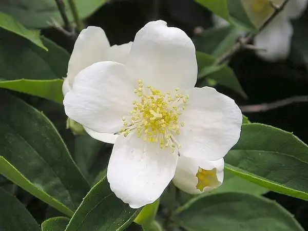Photo of Philadelphus coronarius - Philadelphus coronarius:Maja Dumat