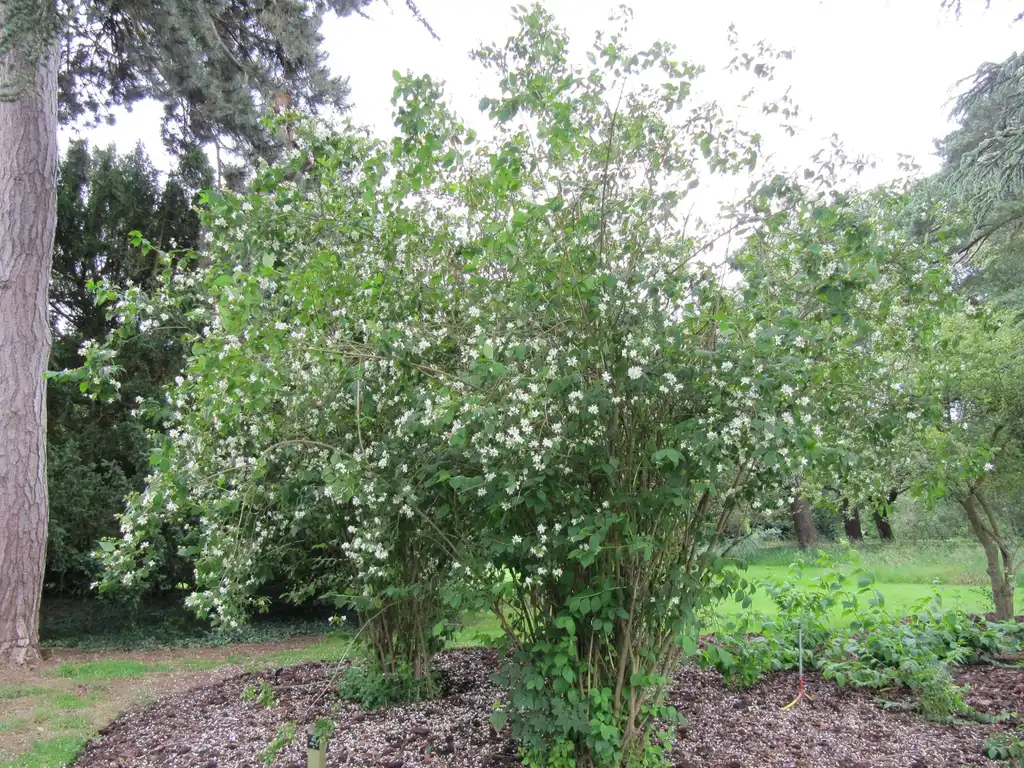 Photo of Philadelphus coronarius - Form:Leonora (Ellie) Enking
