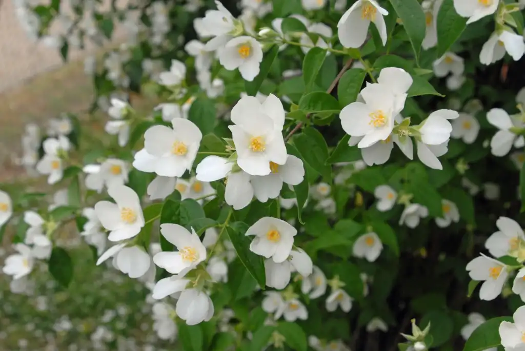 Photo of Philadelphus coronarius - Flower:Jim Robbins