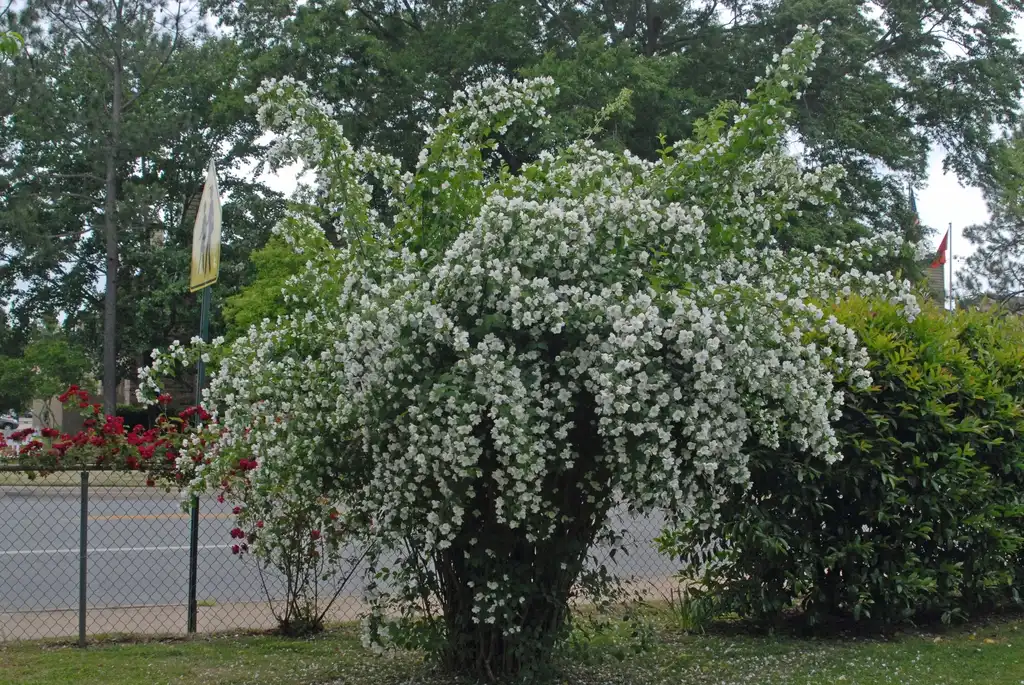 Photo of Philadelphus coronarius - Full Form:Jim Robbins