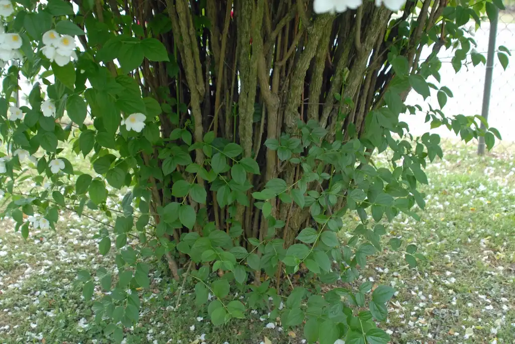 Photo of Philadelphus coronarius - Stems:Jim Robbins
