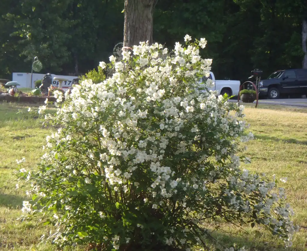 Photo of Philadelphus coronarius - Flower Form:Jim Robbins