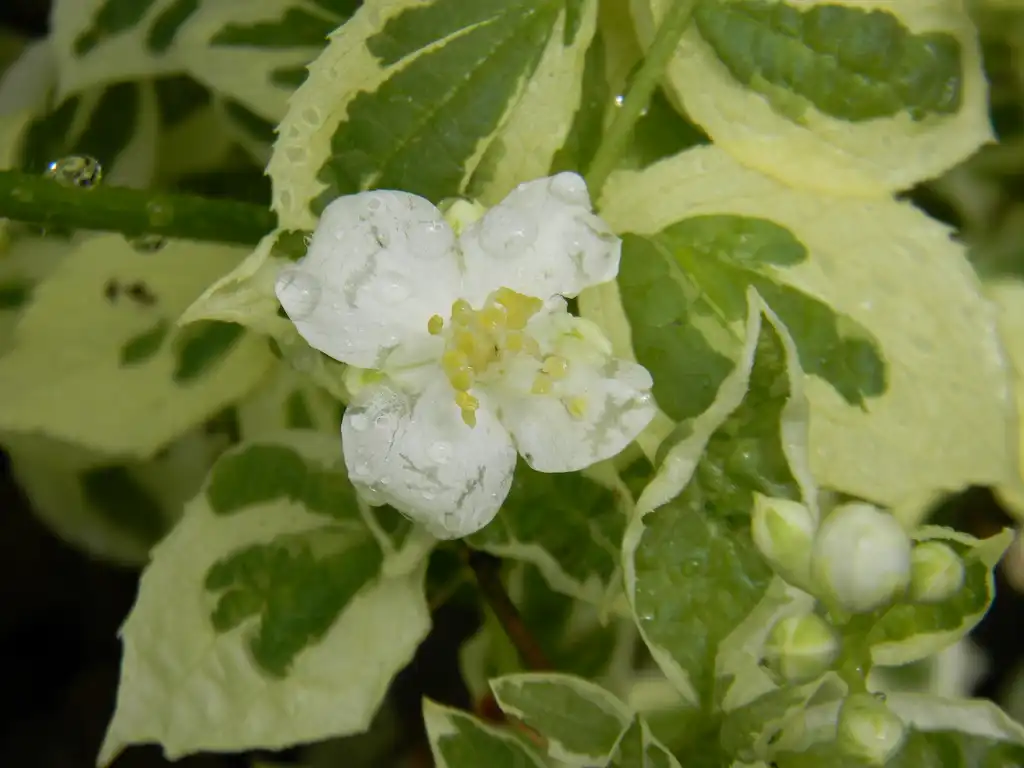 Photo of Philadelphus coronarius - 'Icezam' Flower close-up (Buncombe County, NC):Randy Harter