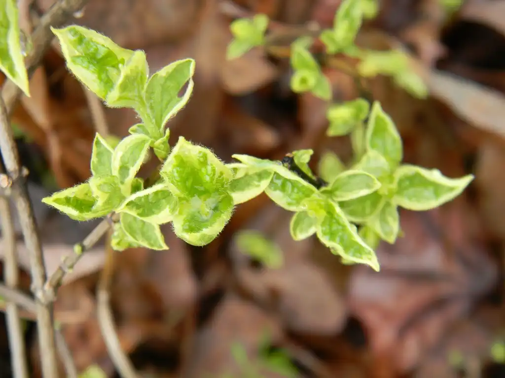 Photo of Philadelphus coronarius - 'Icezam' Leaves Close-Up (Buncombe County,NC):Randy Harter