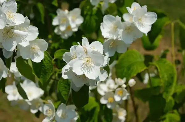 Foto de Philadelphus inodorus (Philadelphus inodoruss)
