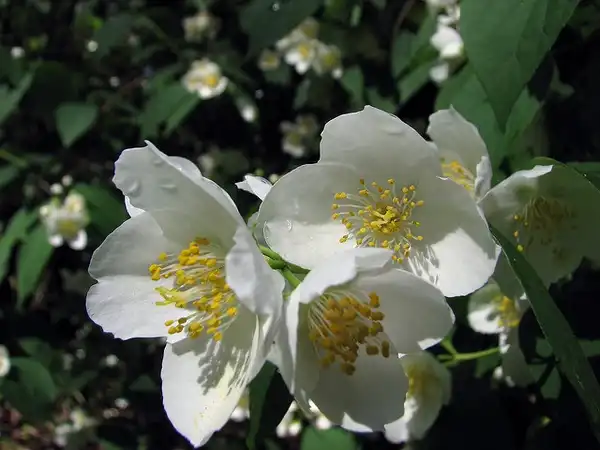 Foto de Philadelphus inodorus (Philadelphus inodoruss)