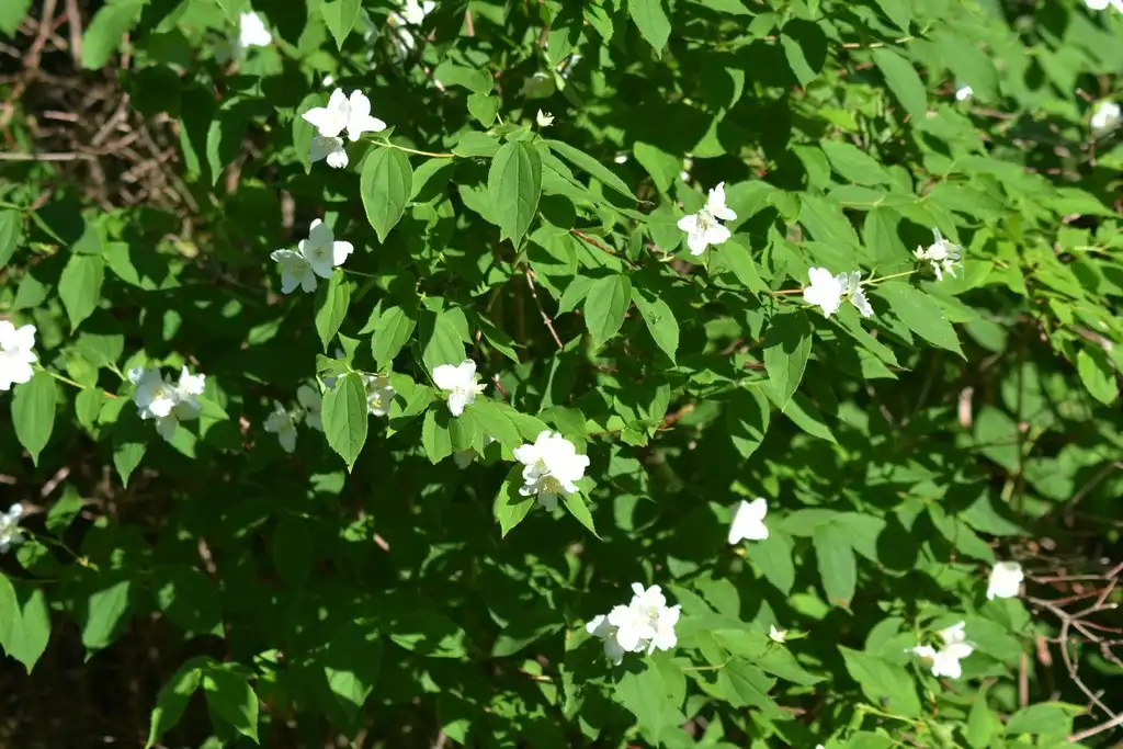 Foto de Philadelphus inodorus - Form:Joseph Kurtz