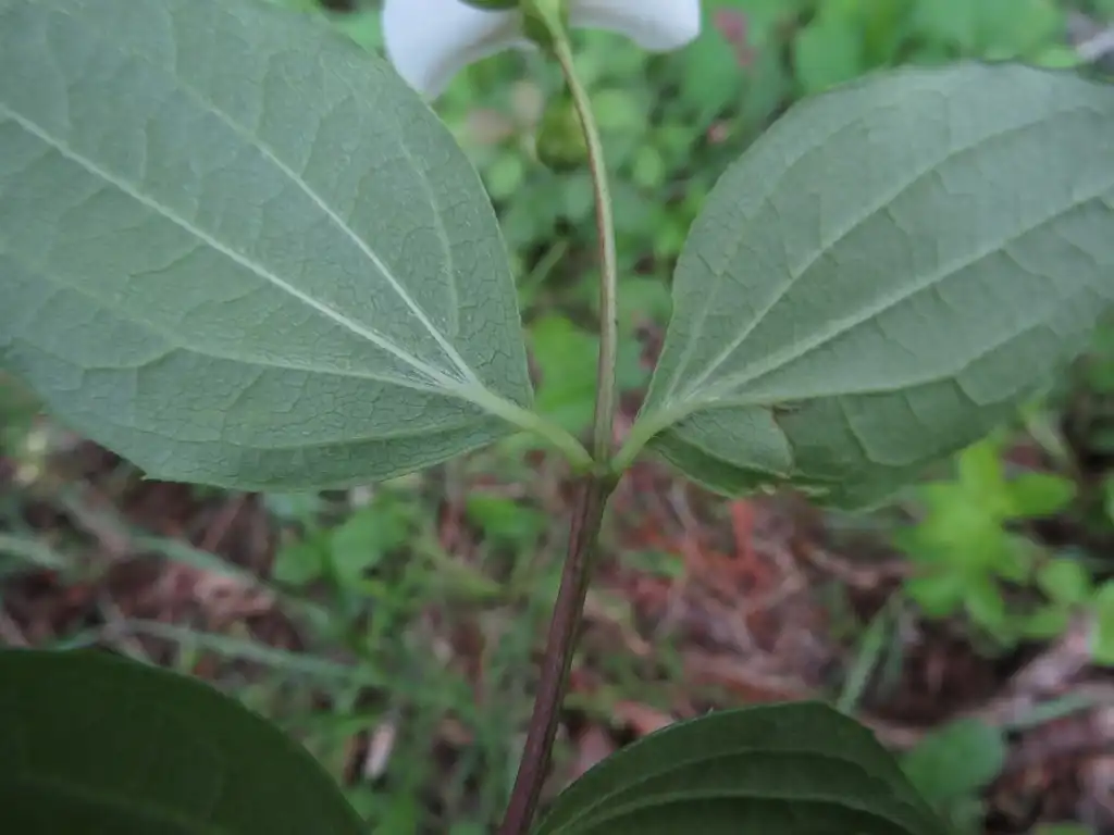 Foto de Philadelphus inodorus - Underside of leaf:Evan Raskin