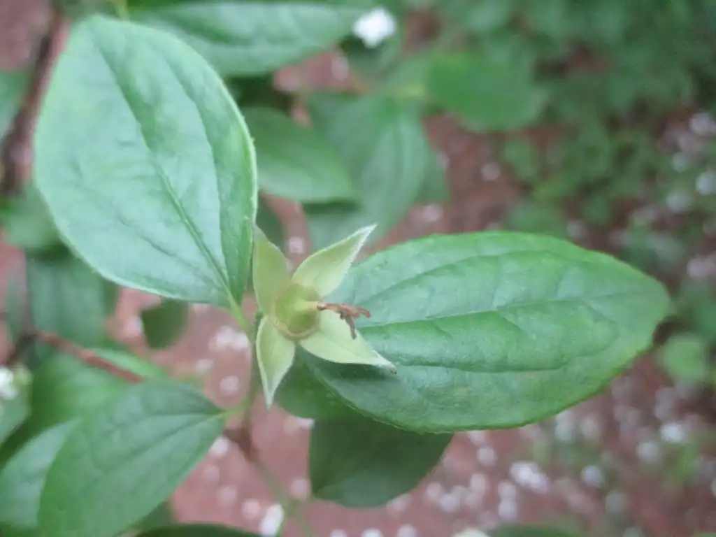 Foto de Philadelphus inodorus - Leaves:Mona-Britt Folds