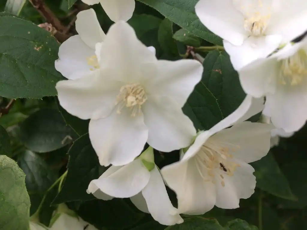 Фото Philadelphus x lemoinei (Philadelphus x lemoineis)