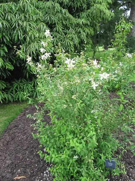 Фото Philadelphus x lemoinei (Philadelphus x lemoineis)