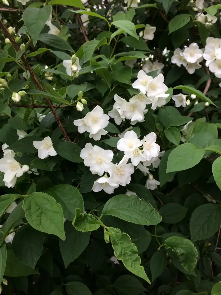 Фото Philadelphus x lemoinei - Shrub form:K. Andre