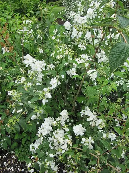 Foto de Philadelphus x virginalis (Philadelphus x virginaliss)