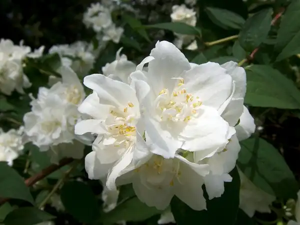 Foto de Philadelphus x virginalis (Philadelphus x virginaliss)