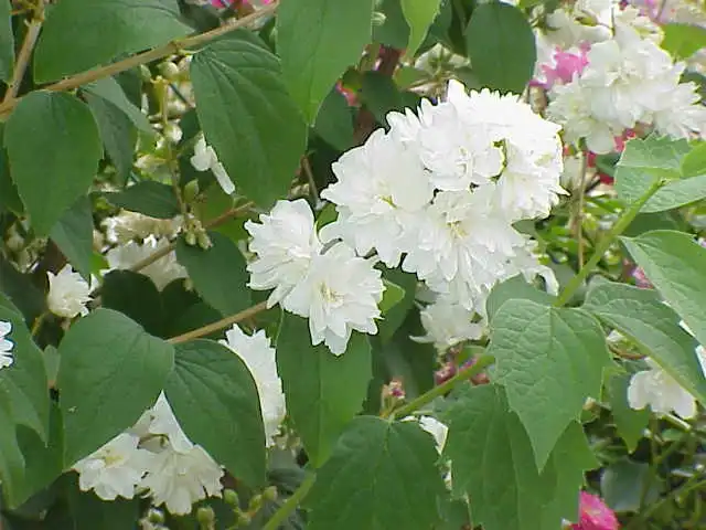 Foto de Philadelphus x virginalis - Flower stem:Kurt Stuber