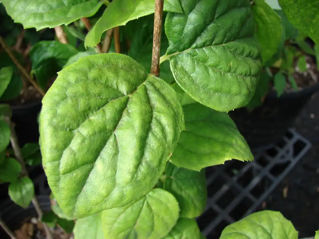 Foto de Philadelphus x virginalis - Leaf closeup:Forest and Kim Starr