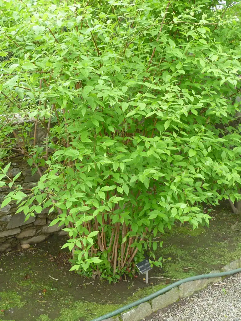 Foto de Philadelphus x virginalis - Form:JoJan