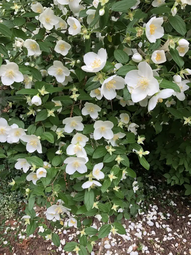 Foto de Philadelphus x virginalis - Form (Wake County,NC):Cathy Dewitt