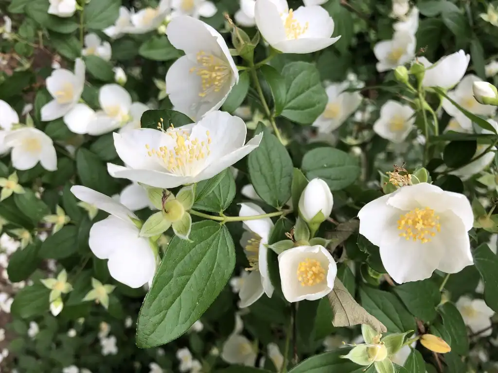 Foto de Philadelphus x virginalis - Flower Close-up (Wake County, NC):Cathy Dewitt