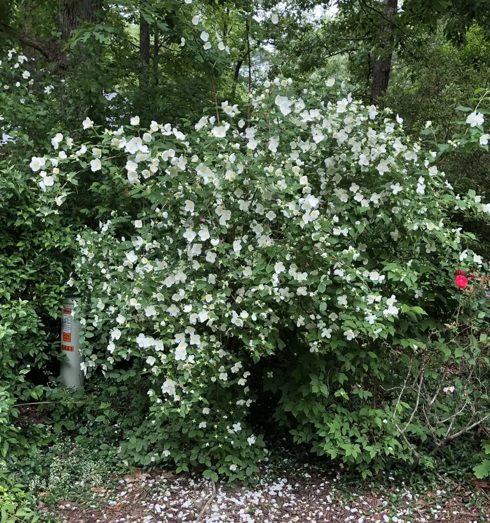 Foto de Philadelphus x virginalis - Full Form (Wake County,NC):Cathy Dewitt